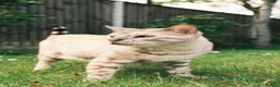Bengal cats for sale: Otis - 6 year old snow bengal  in Southampton - Advert 5