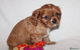 Cavalier King Charles Spaniel dogs for sale: Gorgeous Cavalier King Charles Spaniel puppies - Image 19