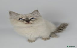 Ragdoll cats for sale: 🤍 STUNNING GCCF REGISTERED RAGDOLL KITTENS 🤍🤍 - Image 20