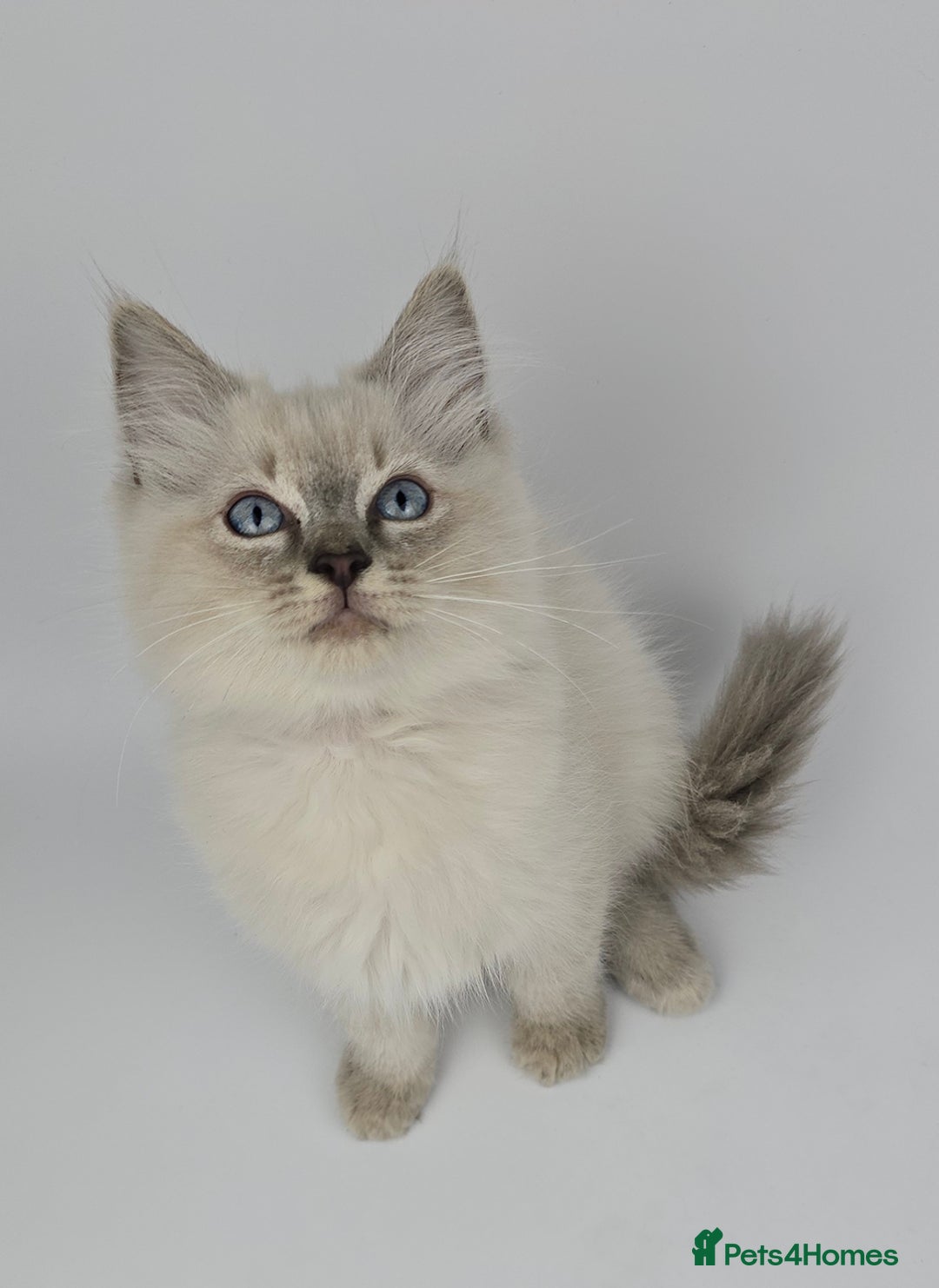 Ragdoll cats for sale: 🤍 STUNNING GCCF REGISTERED RAGDOLL KITTENS 🤍🤍 - Image 20