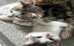 Mixed Breed cats for sale: Kittens  - Image 24