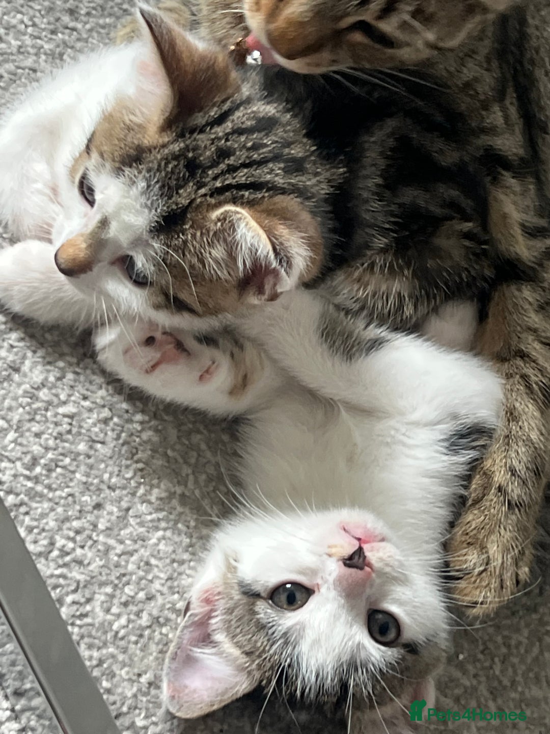 Mixed Breed cats for sale: Kittens  - Image 24