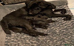 Patterdale Terrier dogs for sale: Patterdale puppies  - Image 2