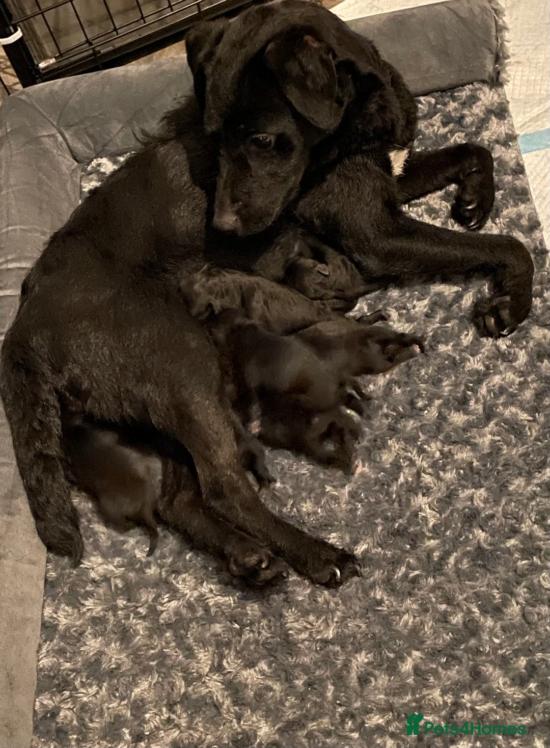 Patterdale Terrier dogs for sale: Patterdale puppies  - Image 2