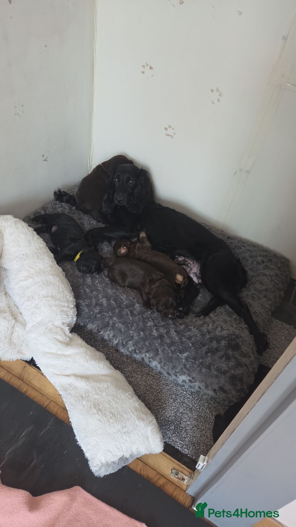 Mixed Breed dogs Cockadors for sale - Advert 2