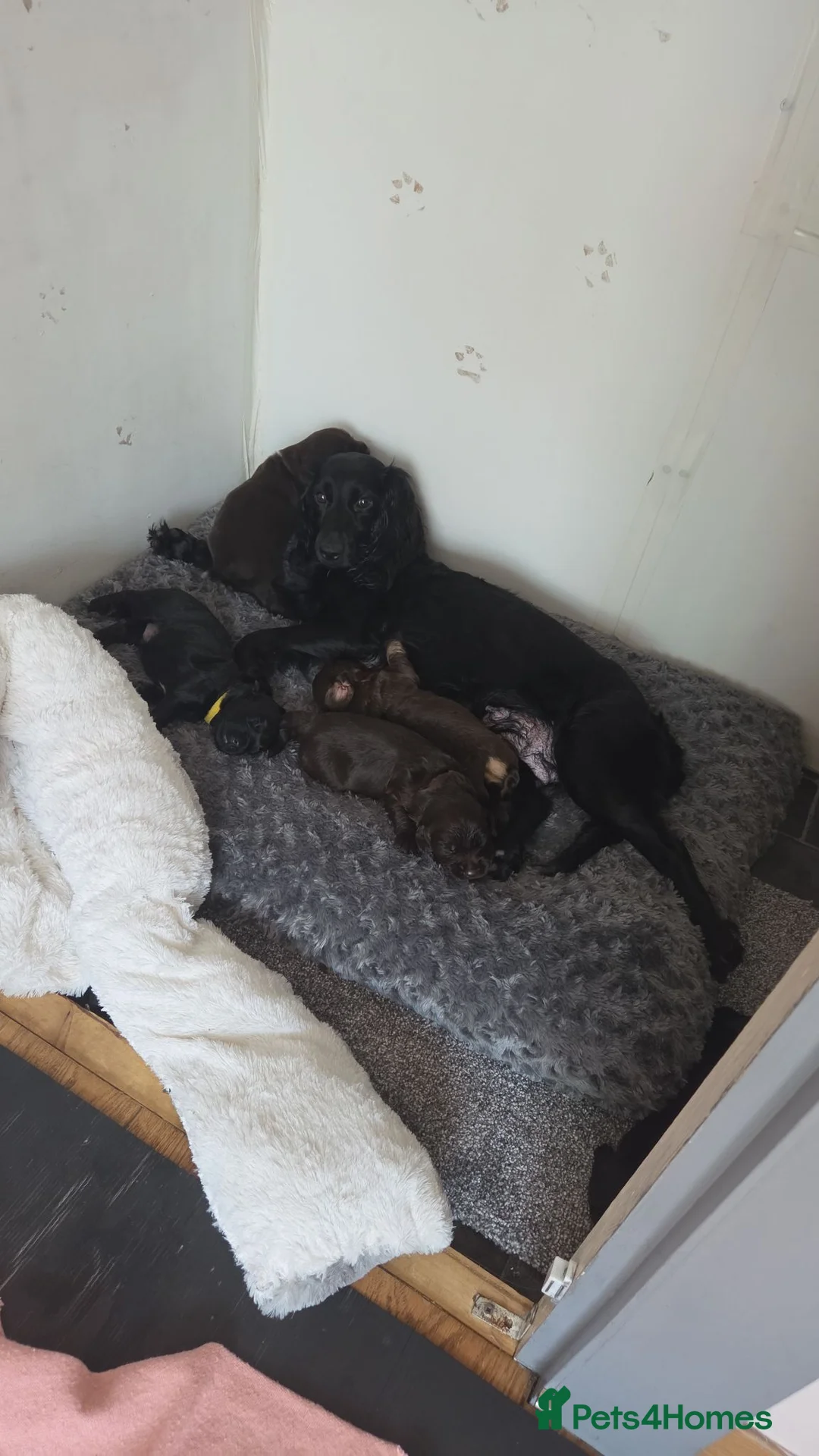 Mixed Breed dogs for sale: Cockadors for sale - Advert 2