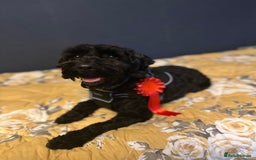 Cockapoo dogs for sale: Cockapoo - Image 1