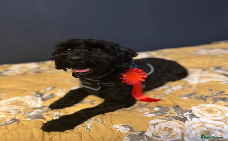 Cockapoo dogs - Advert 1