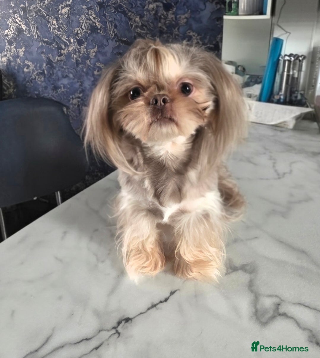 Shih Tzu dogs Stunning Lavender Dobie Shih Tzu - Advert 9