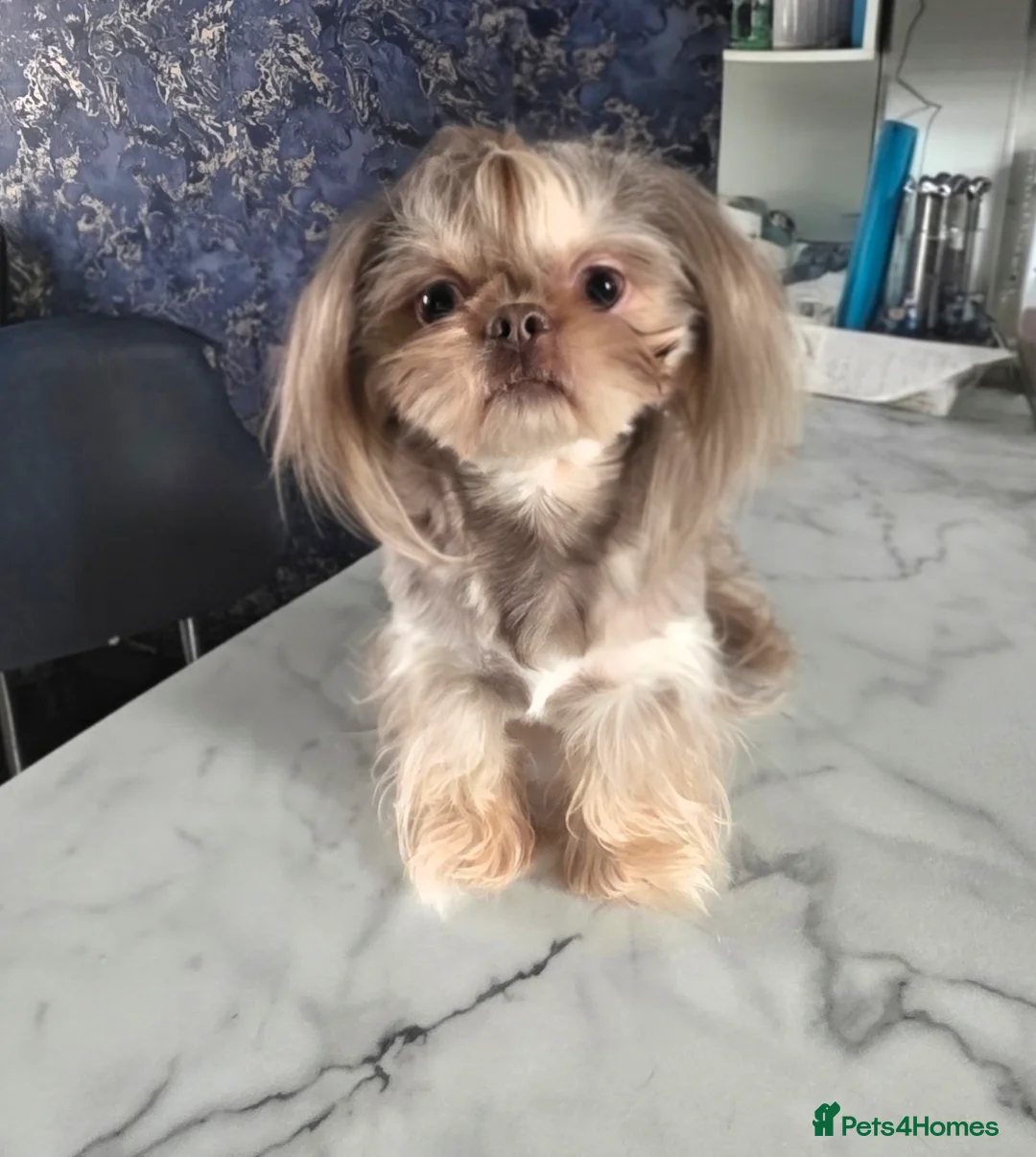 Shih Tzu dogs for stud: Stunning Lavender Dobie Shih Tzu - Advert 1