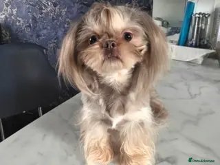 Shih Tzu dogs Stunning Lavender Dobie Shih Tzu - Advert 9