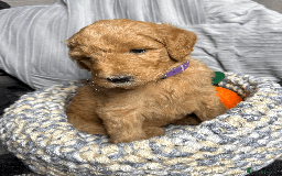 Goldendoodle dogs for sale: F1B Goldendoodle Puppies from a Therapy Dog - Image 20