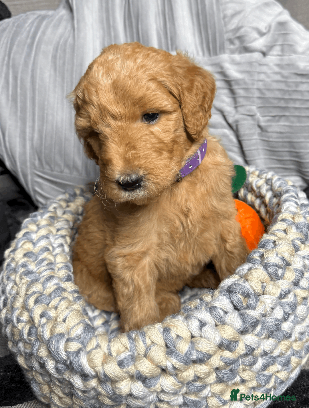 Goldendoodle dogs for sale: F1B Goldendoodle Puppies from a Therapy Dog - Image 20