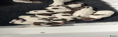 English Springer Spaniel 3
