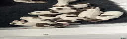 English Springer Spaniel dogs for sale: Exceptional English Springer Spaniel - Advert 7