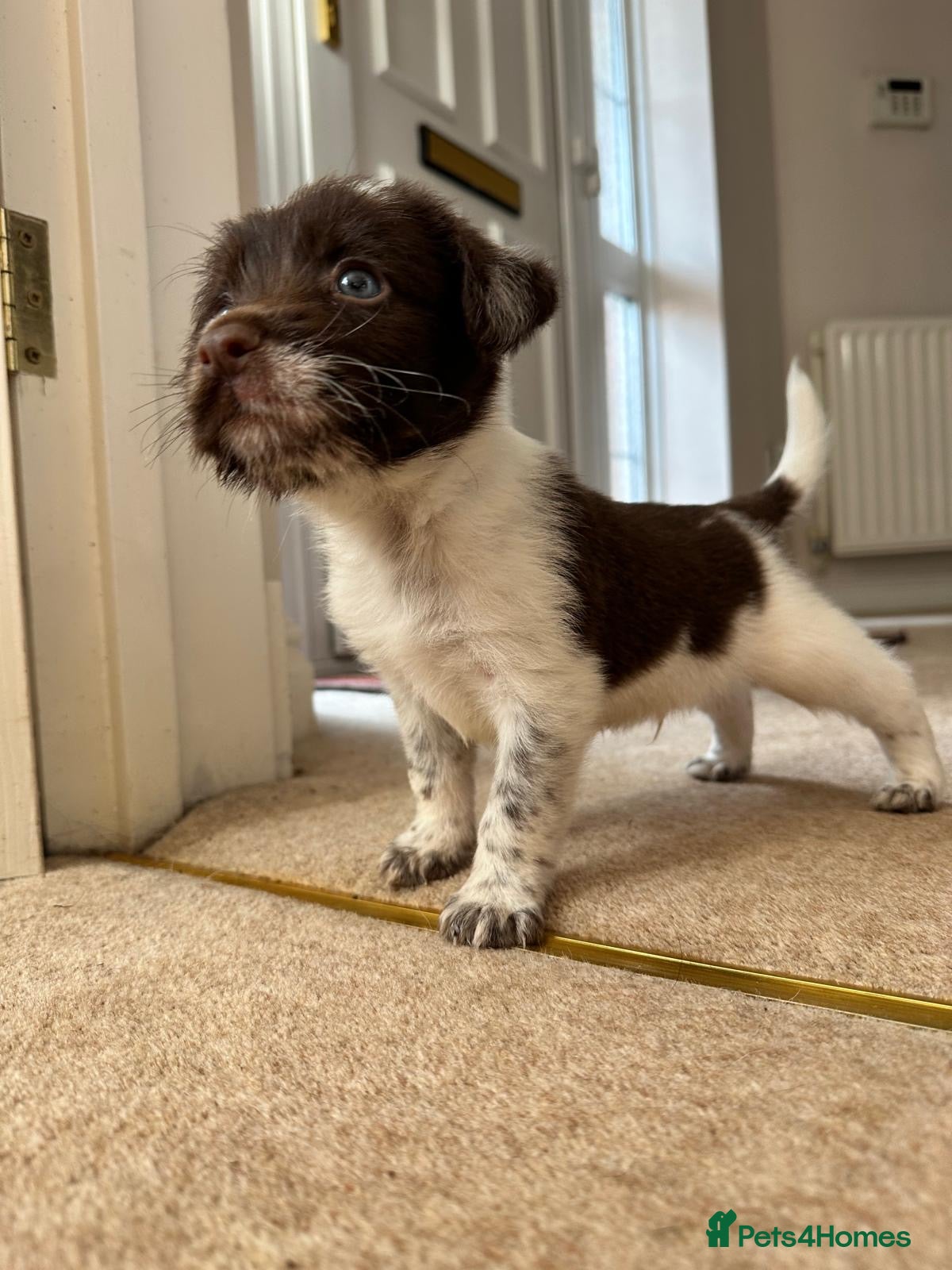 Mixed Breed dogs 1 left Borderpoo Border collie + cockapoo puppies - Advert 2