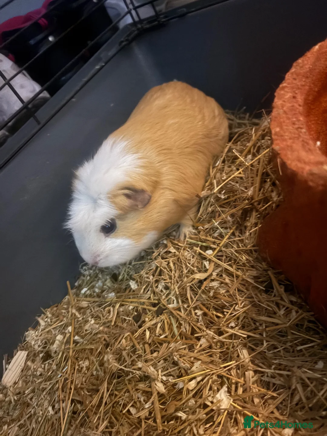 Guinea Pig rodents for sale: 2 guinea pigs  in North Shields - Advert 2