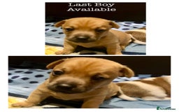 Jack Russell dogs for sale: ** Stunning Pure Miniature Jack Russell Pups ** - Image 19