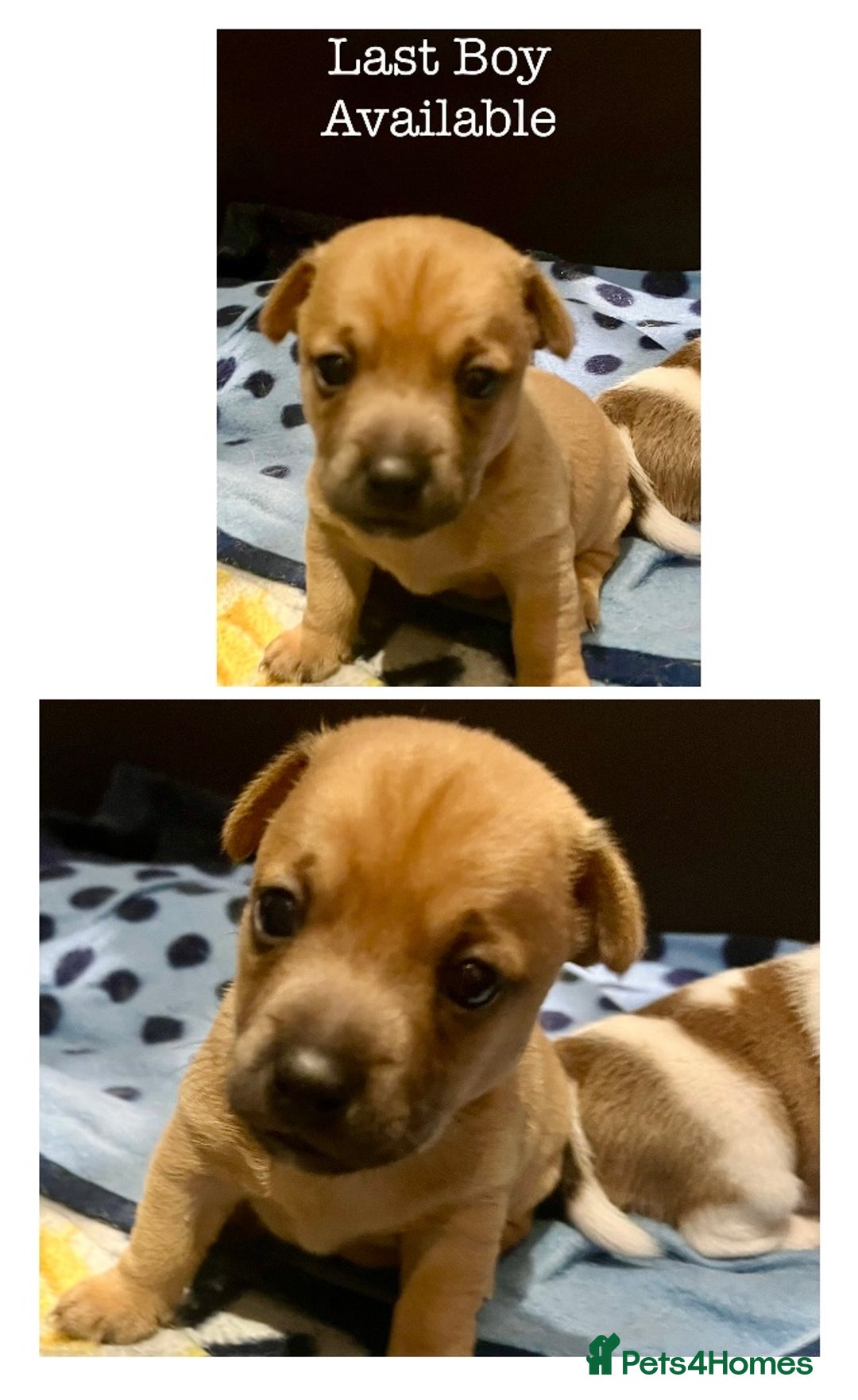 Jack Russell dogs for sale: ** Stunning Pure Miniature Jack Russell Pups ** - Image 19