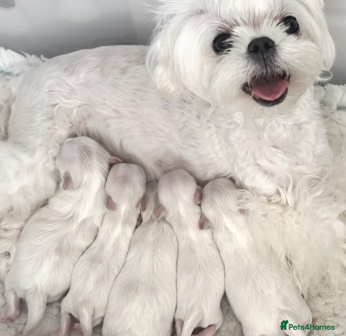 Maltese dogs Bambelina~ Simply The Best~ Korean Maltese - Advert 1