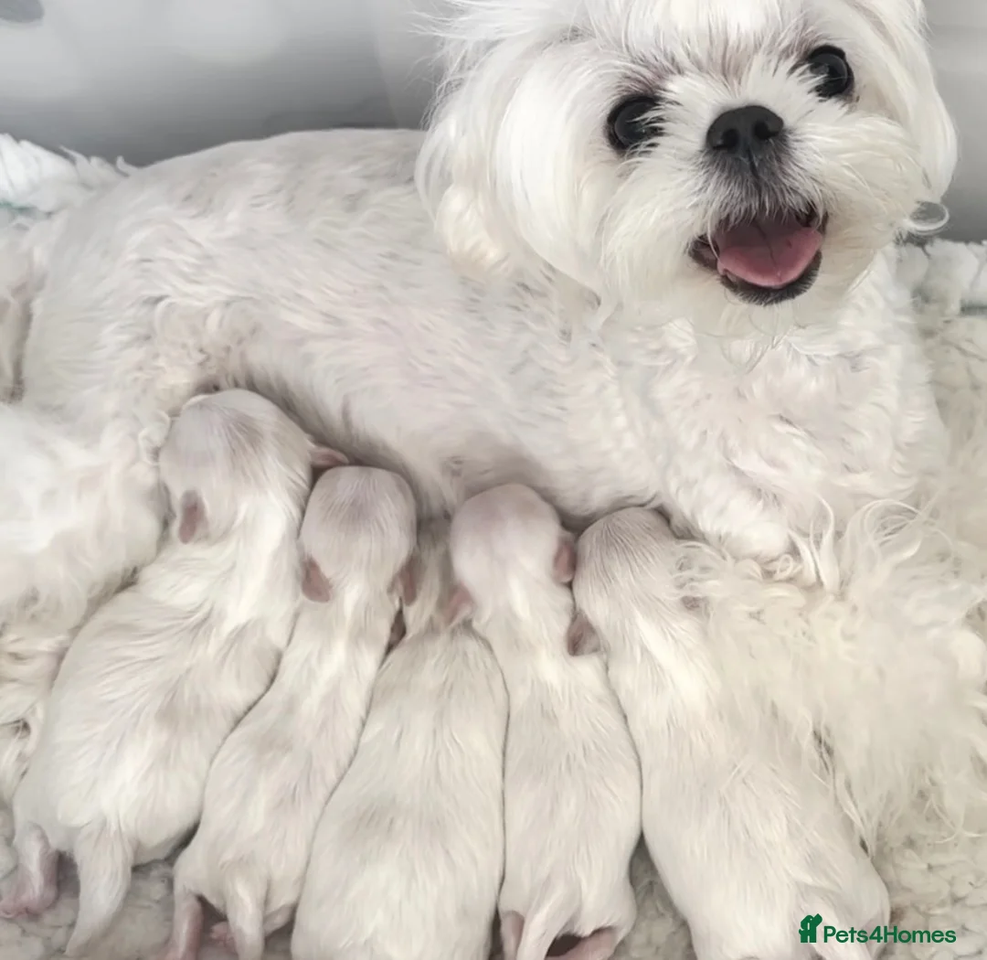 Maltese dogs for sale: Bambelina~ Simply The Best~ Korean Maltese in Stratford-upon-Avon - Advert 1