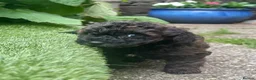 Mixed Breed dogs for sale: Cavapoochon puppies. 5* Council Reg’d - Advert 18