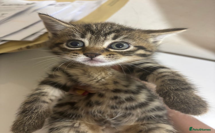 Bengal cats - Advert 1