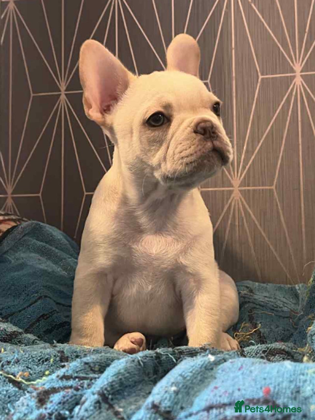 French Bulldog dogs for sale: Last French bulldog puppy - Image 7