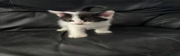 Mixed Breed cats for sale: Kittens  - Advert 8