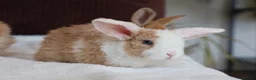 Mini Lop rabbits for sale: Mini Plush Lop & Mini Rex Doe 🐰 - Advert 3
