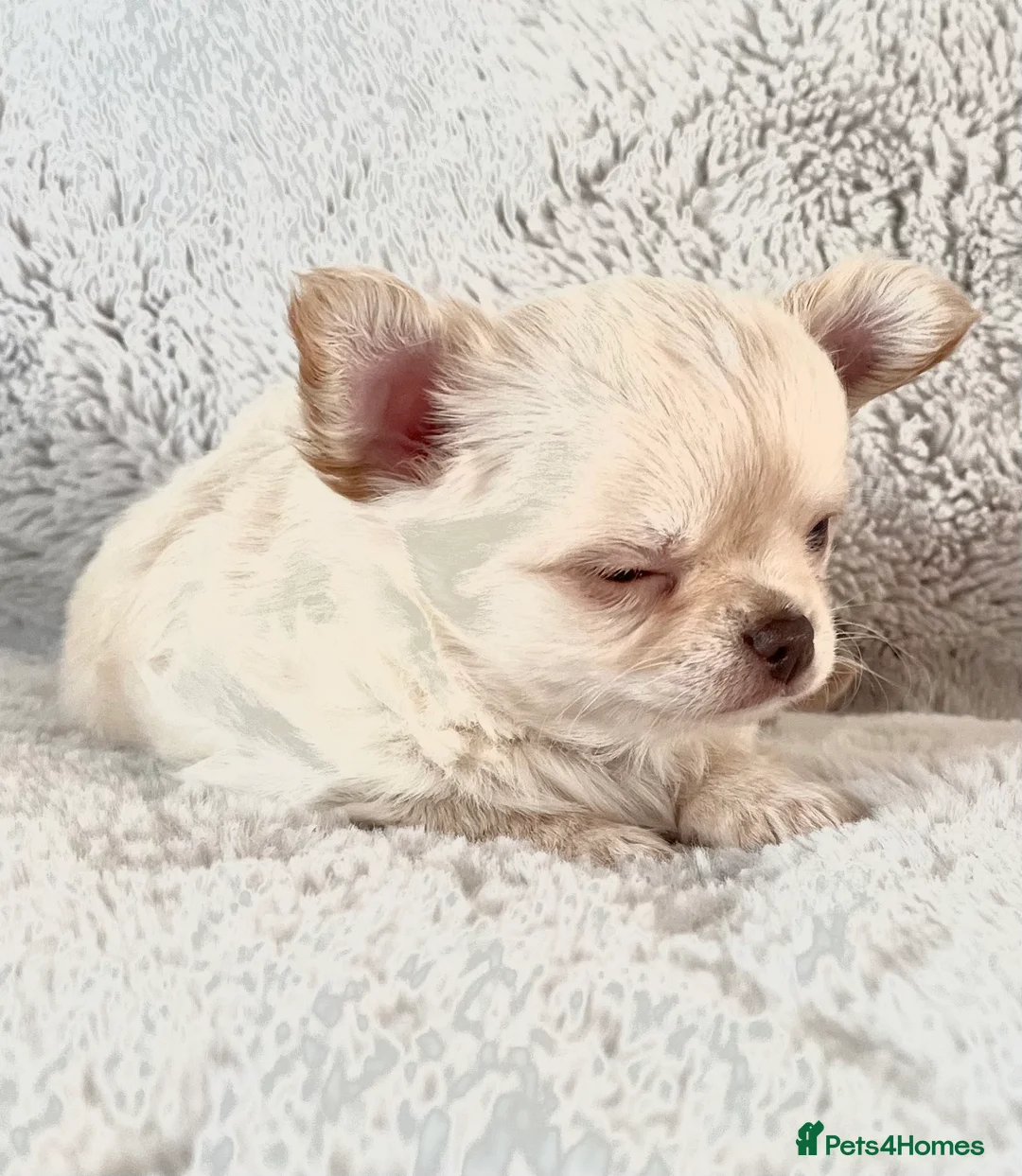 Chihuahua dogs for sale: Long coat cream chihuahua make champ lines Kc reg - Advert 3