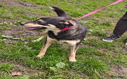 Mixed Breed dogs for adoption: 💖🐶 MARGOSHA 🐶💖 - Image 13