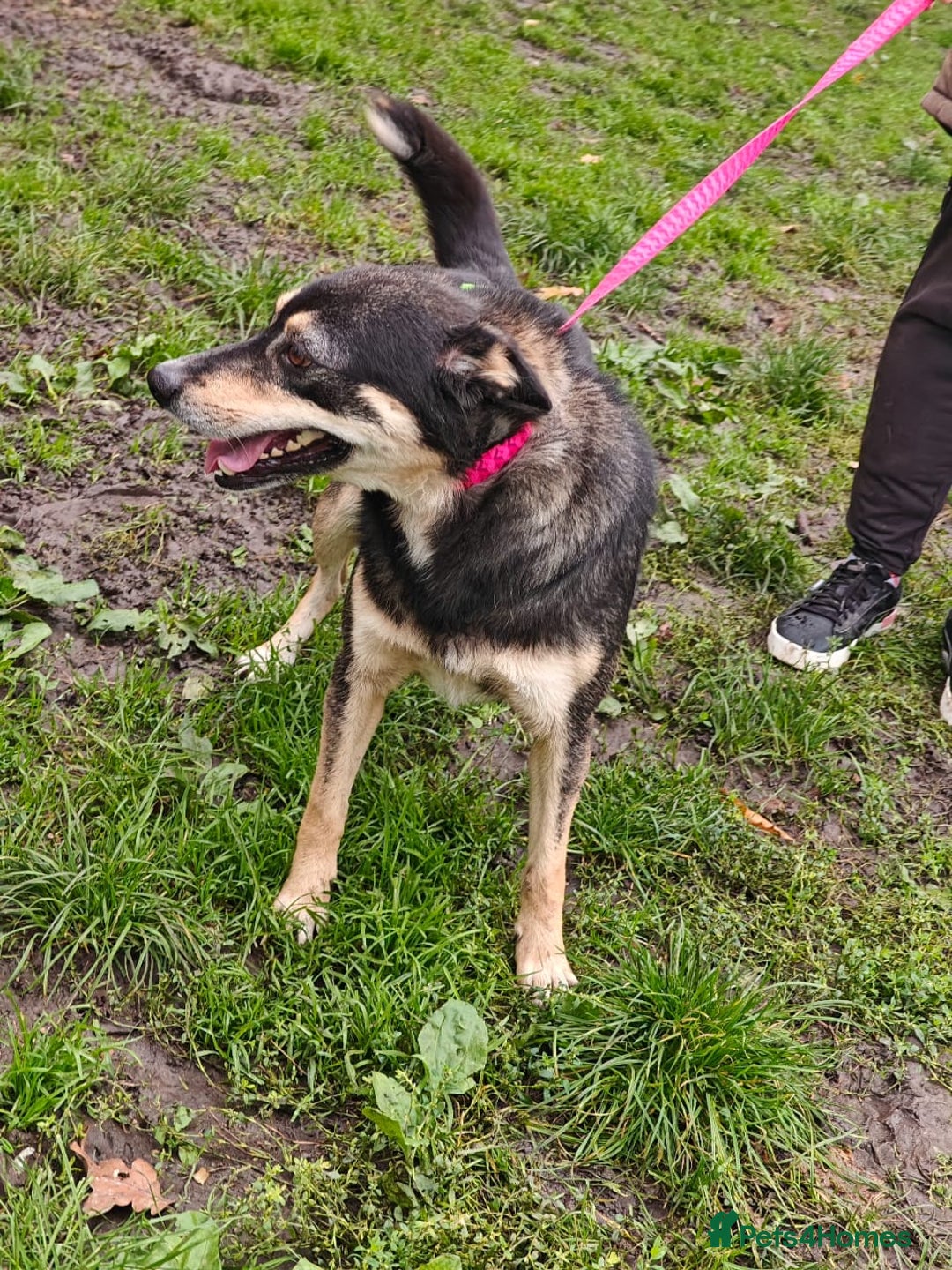 Mixed Breed dogs for adoption: 💖🐶 MARGOSHA 🐶💖 - Image 13