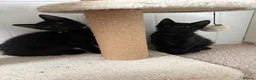 Mixed Breed cats for sale: Kittens looking for new homes - Advert 5
