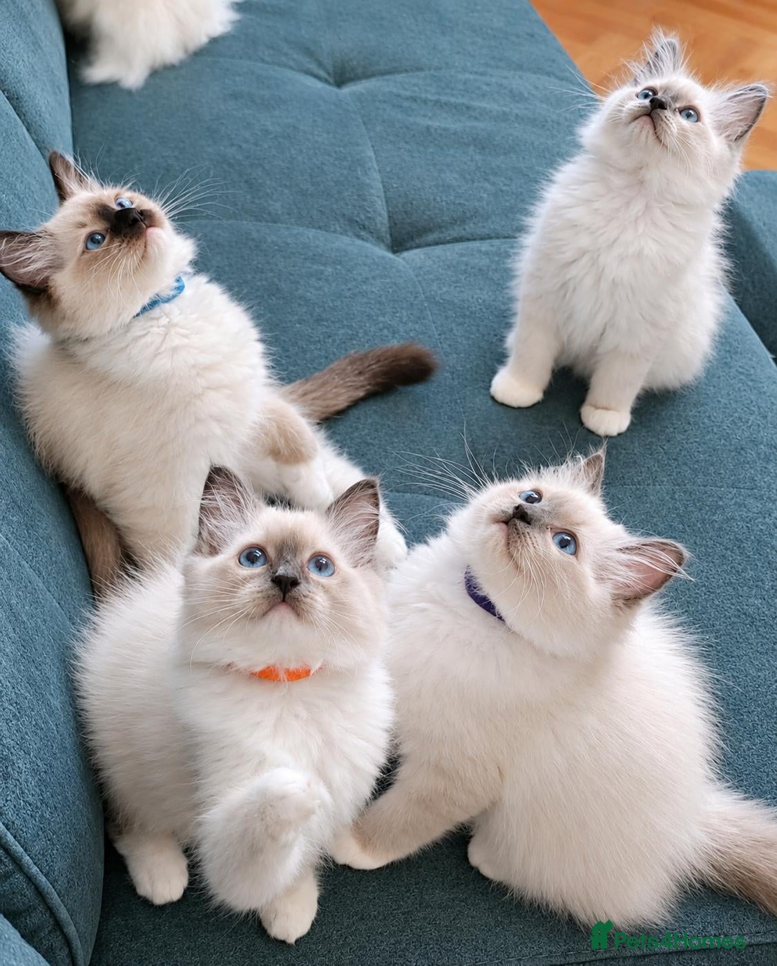 Ragdoll cats Raised with Love, ready for forever homes 🏠❤️ - Advert 17