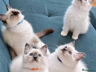 Ragdoll cats Raised with Love, ready for forever homes 🏠❤️ - Advert 17