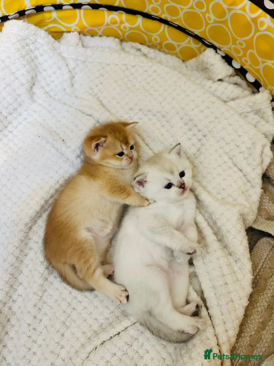 Scottish Fold cats for sale: Fall in love Reservations open beautiful kitties  - Advert 14