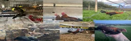 Chickens poultry for sale: Old English game breeding psirs - Advert 1