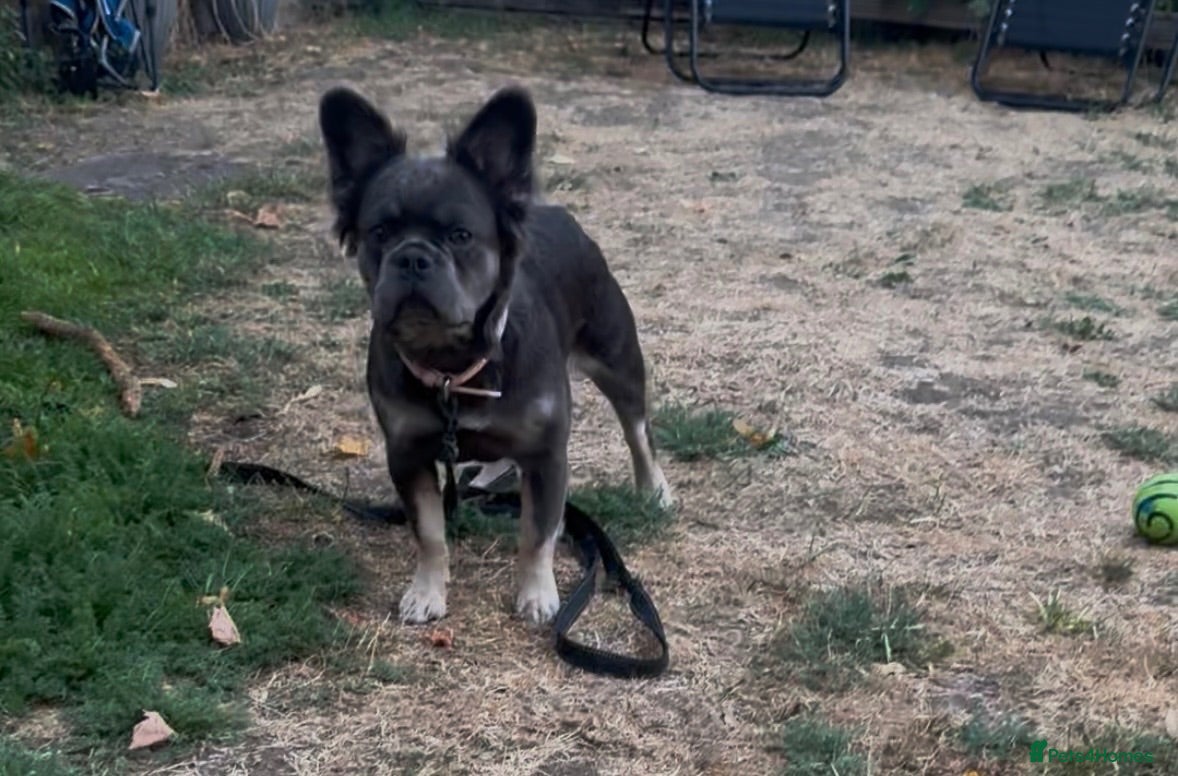French Bulldog dogs Beautiful 8-month-old fluffy female French Bulldog - Advert 3