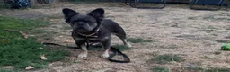 French Bulldog dogs for sale: Beautiful 7-month-old fluffy female French Bulldog - Advert 4