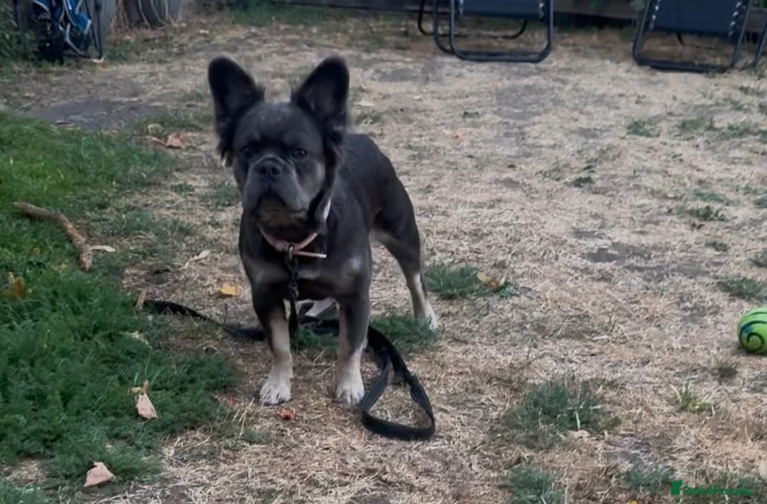 French Bulldog dogs for sale: Beautiful 7-month-old fluffy female French Bulldog - Advert 4