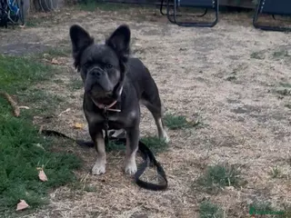 French Bulldog dogs Beautiful 8-month-old fluffy female French Bulldog - Advert 3