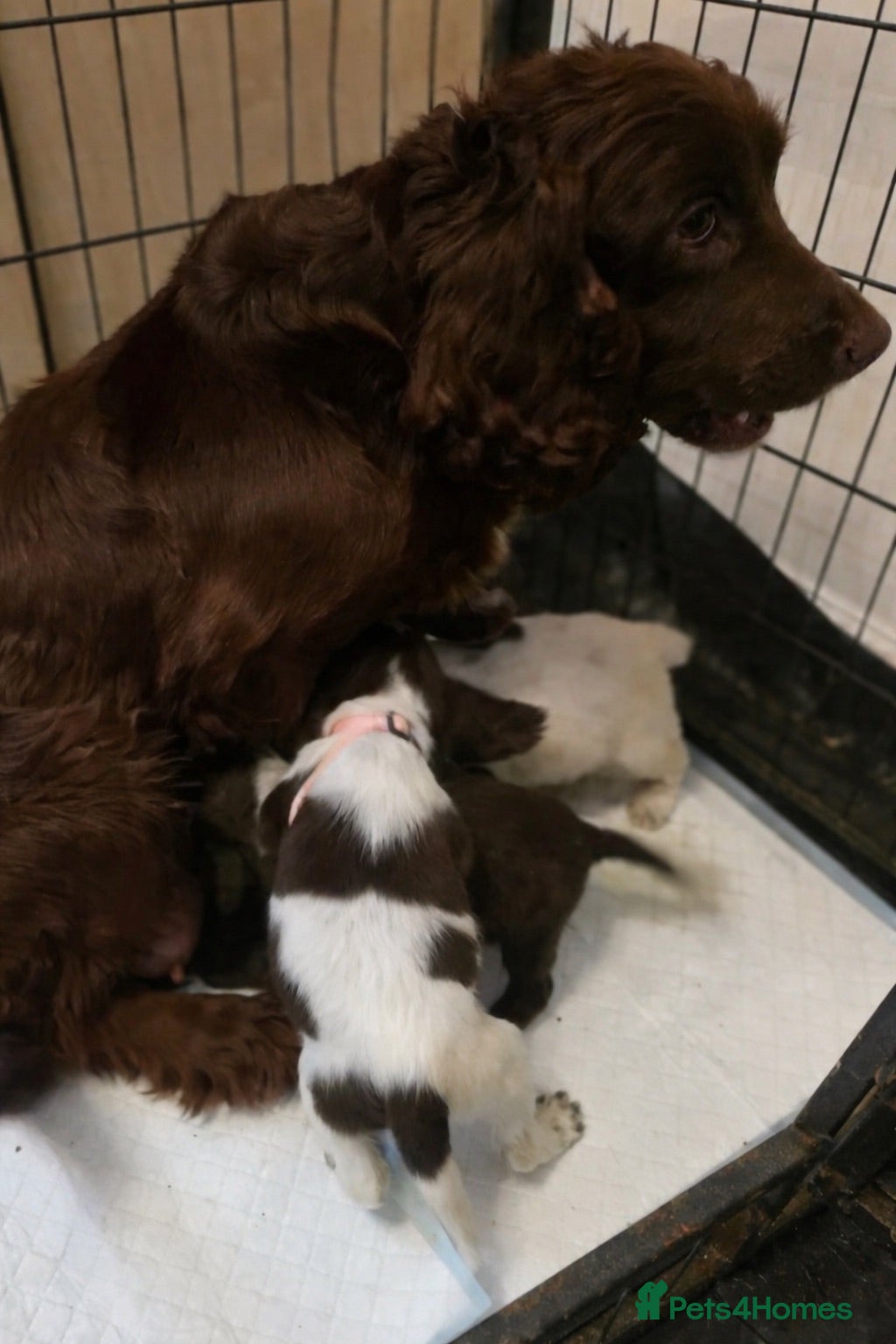 Sprocker dogs 4 month old sprocker - Advert 1