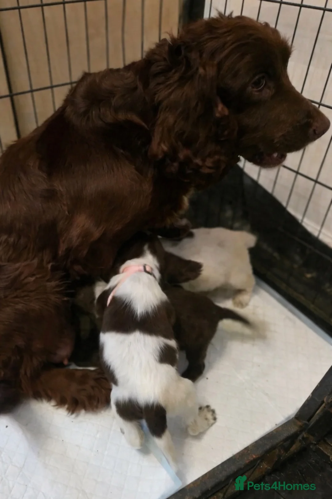 Sprocker dogs for sale: 4 month old sprocker - Advert 2
