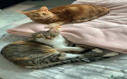 Domestic Shorthair cats for sale: Rehome Cats  - Image 1