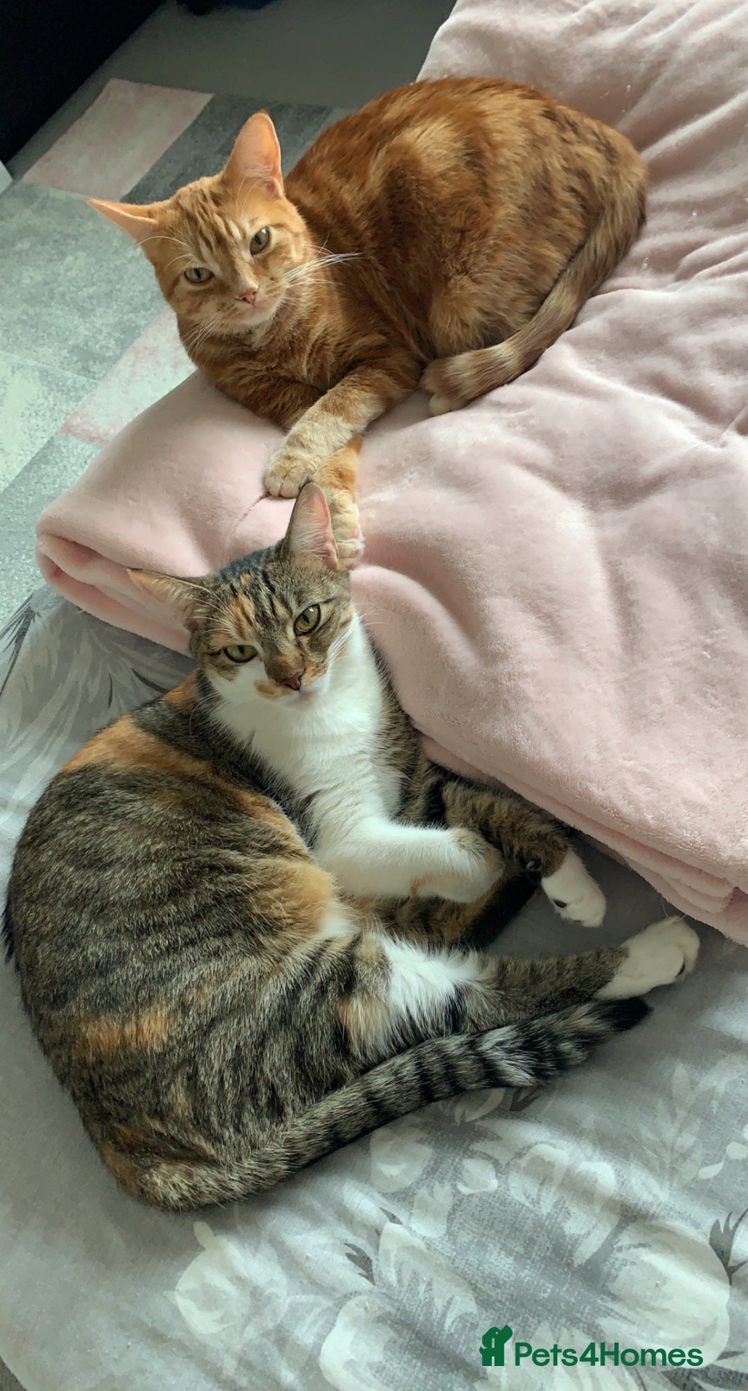Domestic Shorthair cats for sale: Rehome Cats  - Image 1