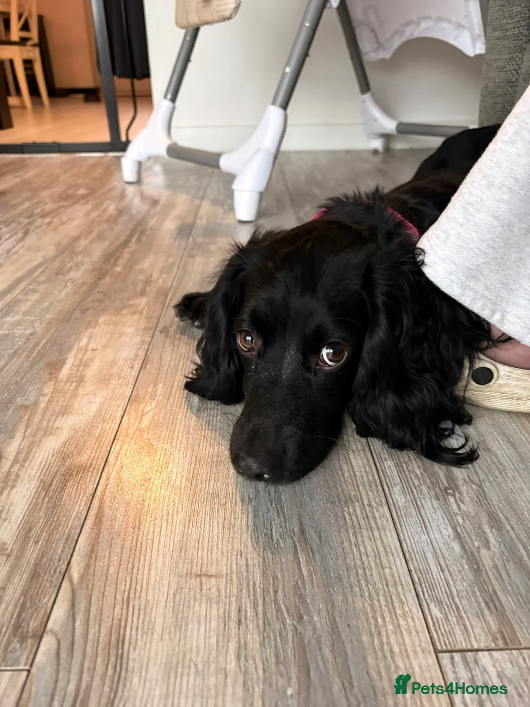 Cocker Spaniel dogs for sale: Lilly 2 years old.  - Advert 2