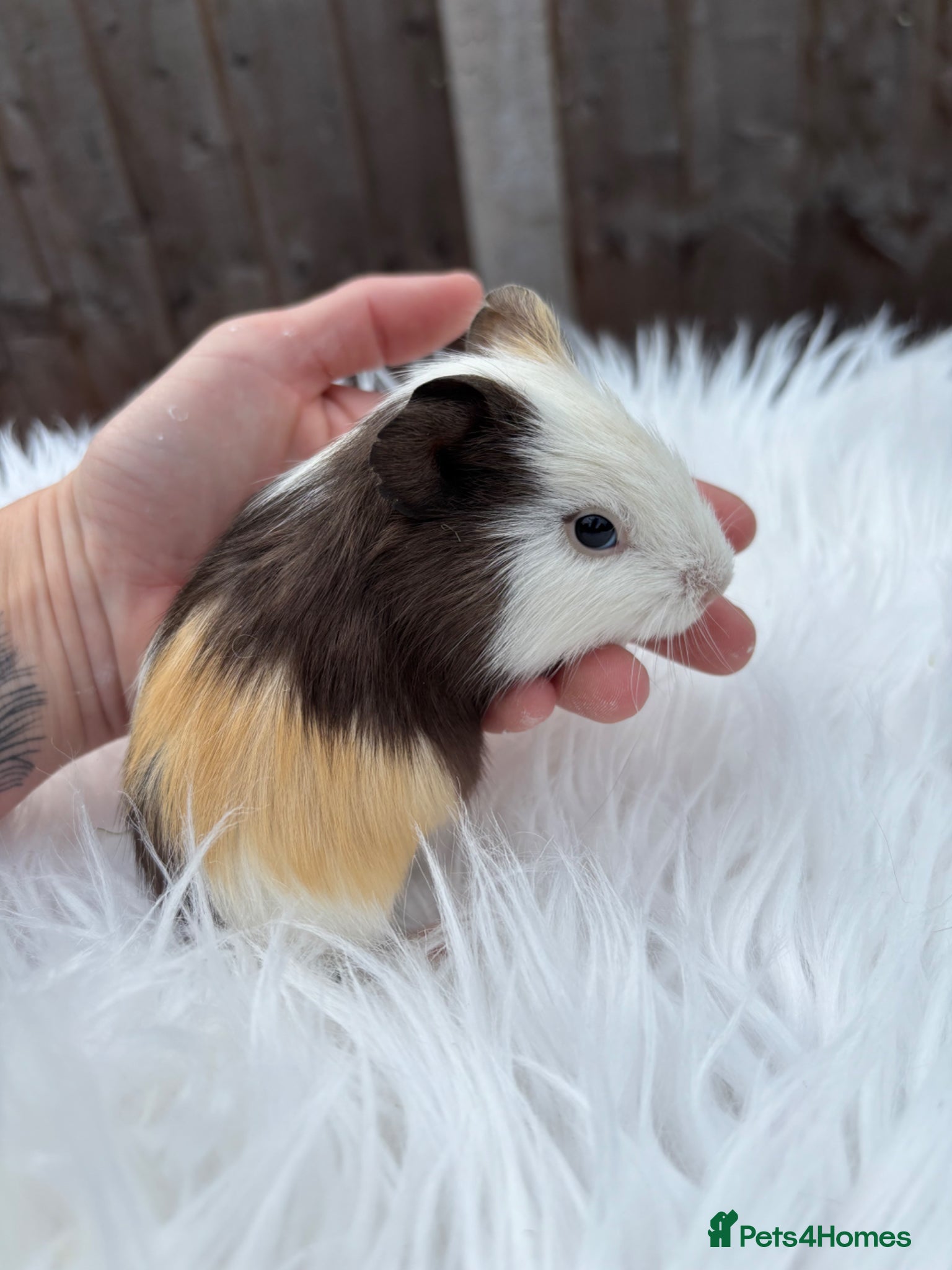 Guinea Pig rodents Baby guinea pigs  - Advert 1