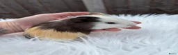 Guinea Pig rodents for sale: Baby guinea pigs  - Advert 1