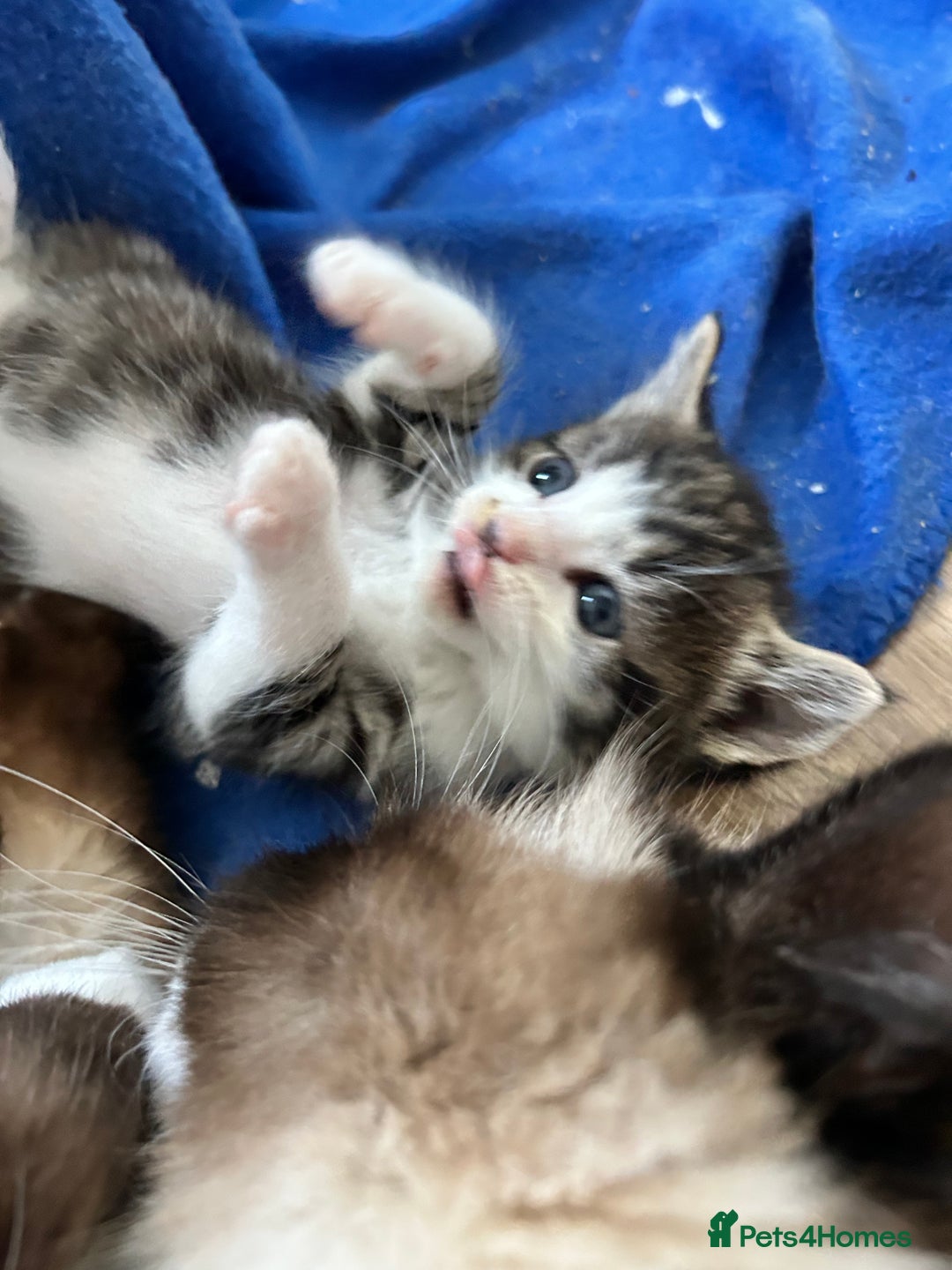Maine Coon cats for sale: Ragcoon polydactyl kittens - Image 12